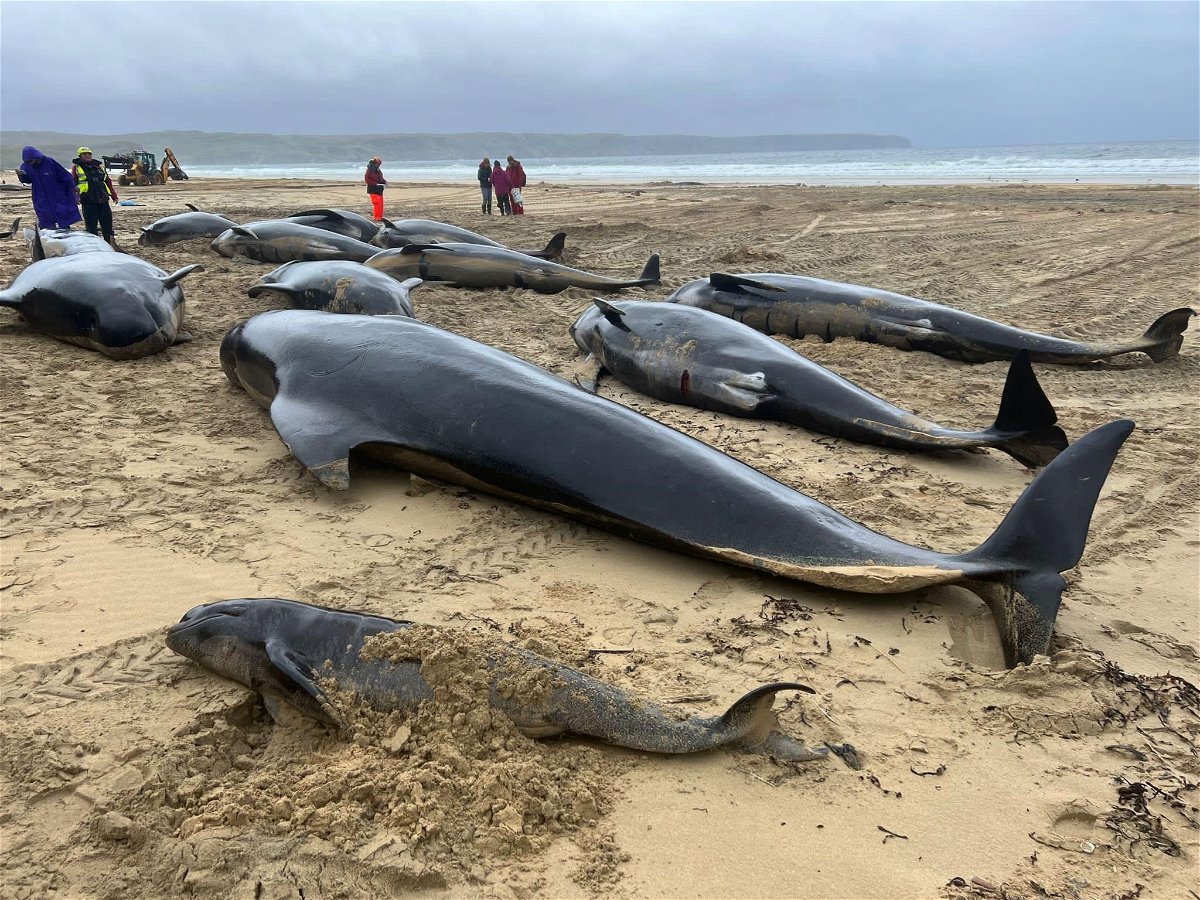 <i>Cristina McAvoy/BDMLR</i><br/>The pilot whales were found stranded on a beach on the Scottish Isle of Lewis.