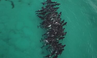 Wildlife officials and volunteers are racing to save dozens of whales stuck off Cheynes Beach in Western Australia.