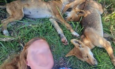 Queensland wildlife authorities said this tourist who posed for a selfie with dingo pups was lucky their mother was not nearby.