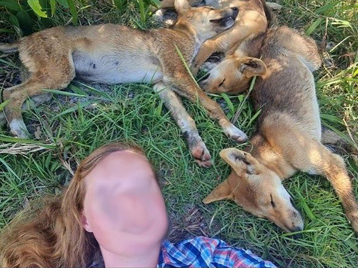 <i>Queensland Gov. Department of Environment and Science</i><br/>Queensland wildlife authorities said this tourist who posed for a selfie with dingo pups was lucky their mother was not nearby.