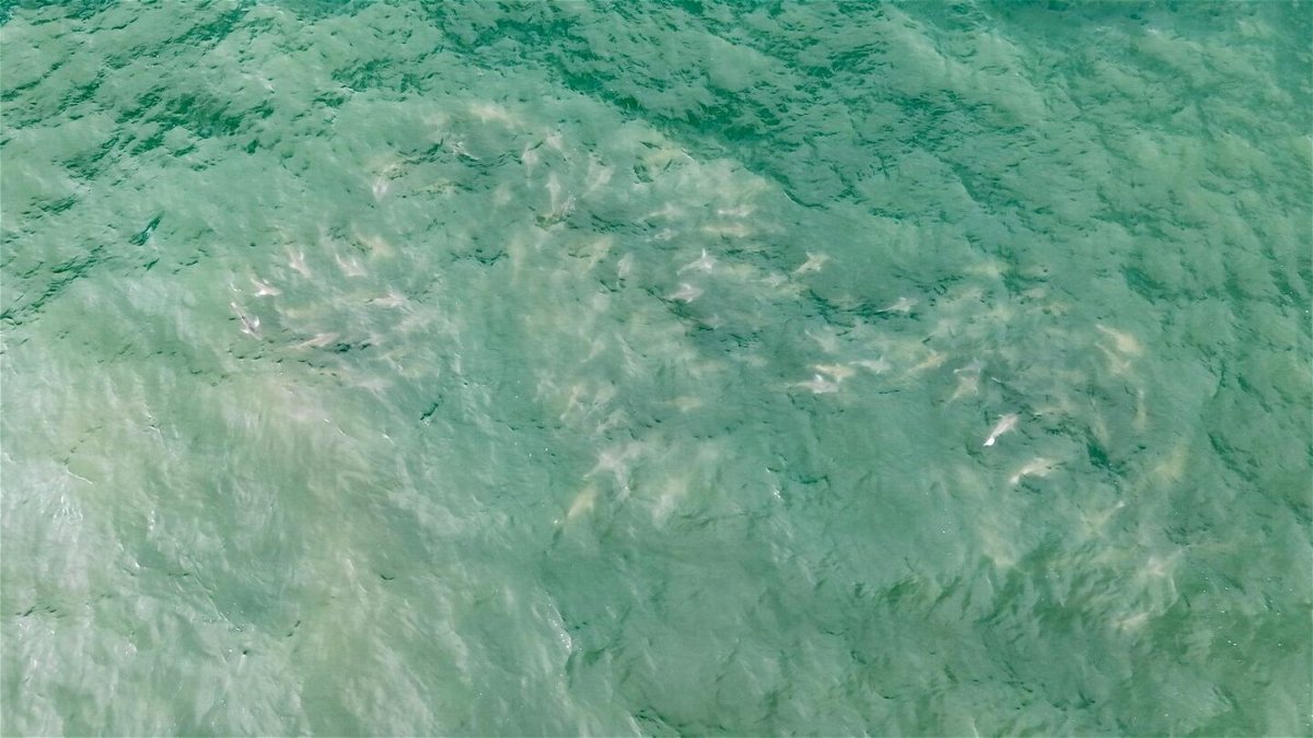 <i>NYS Parks and Recreation</i><br/>A school of approximately 50 sharks was captured by a drone Tuesday morning near Robert Moses State Park in Long Island.