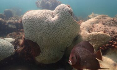 Coral bleaching as seen at Cheeca Rocks off Islamorada in the Florida Keys.