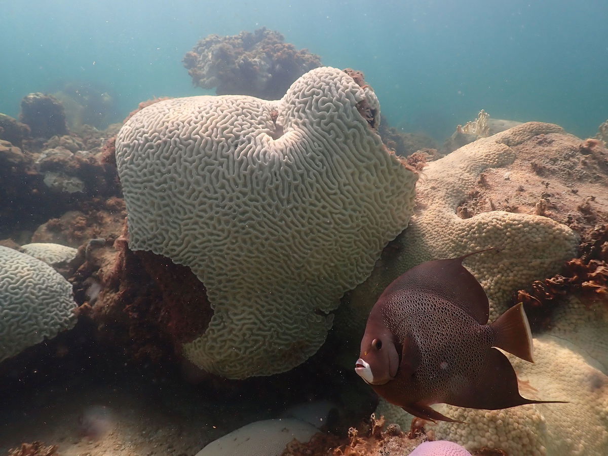 <i>Courtesy Andrew Ibarra</i><br/>Coral bleaching as seen at Cheeca Rocks off Islamorada in the Florida Keys.