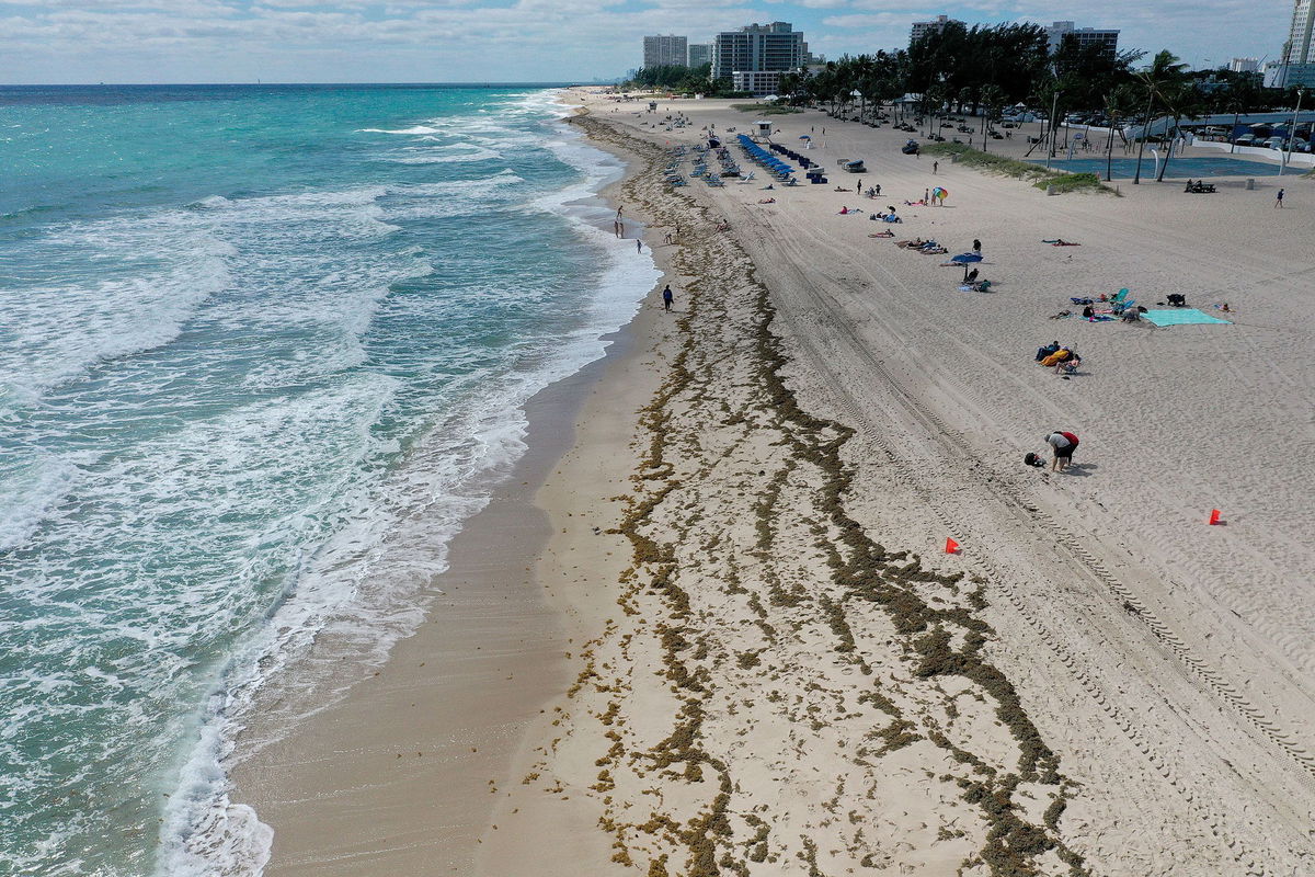 <i>Joe Raedle/Getty Images/File</i><br/>Beachgoers walk past seaweed that washed ashore on March 16 in Fort Lauderdale