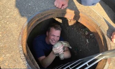 Little ducklings are back with their mama after being rescued from a storm drain by Clackamas firefighters.