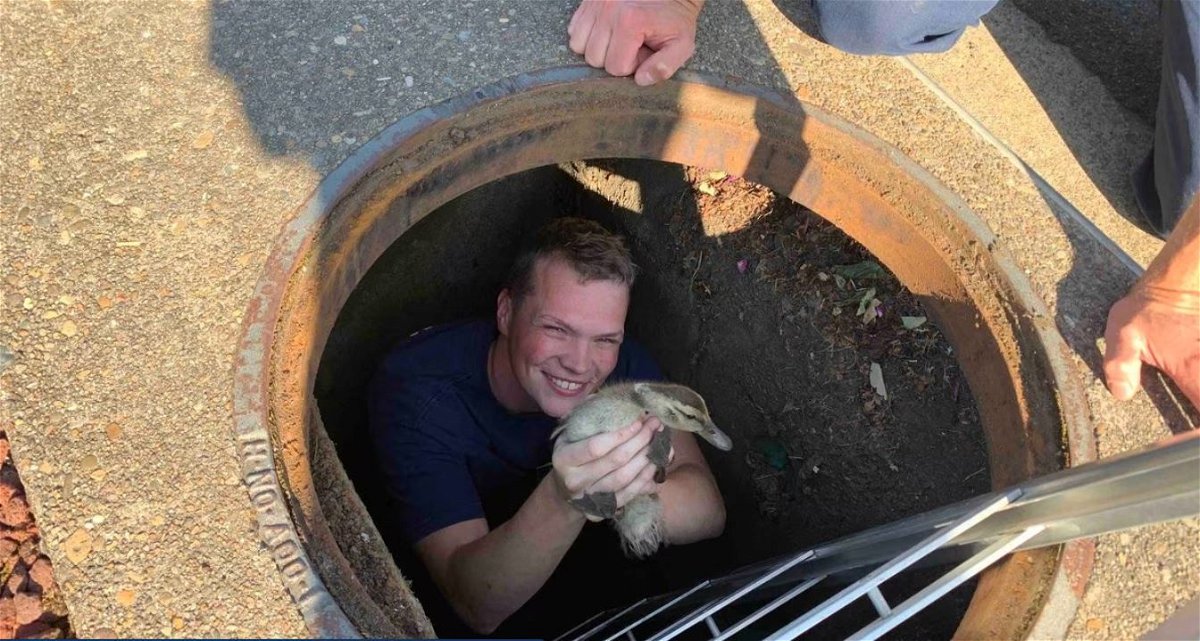 <i>Clackamas Fire/KPTV</i><br/>Little ducklings are back with their mama after being rescued from a storm drain by Clackamas firefighters.