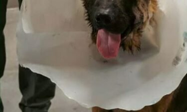 The Las Vegas Metropolitan Police Department says K9 officer Diko has been released from the hospital after he was stabbed by a suspect.