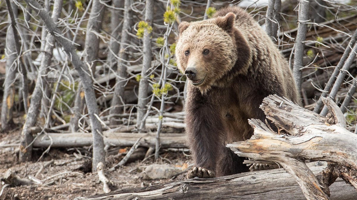 Grizzly bear near Frying Pan Spring