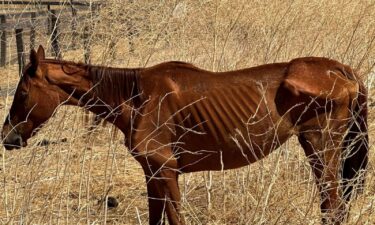 Officials arrested a man for felony animal cruelty after a community member spotted a malnourished horse at a San Joaquin County pasture leading to dozens of animals being removed.