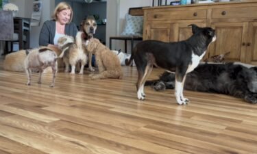 Jennifer Langston runs a senior dog sanctuary called Golden Ears. Langston said she loves what she does