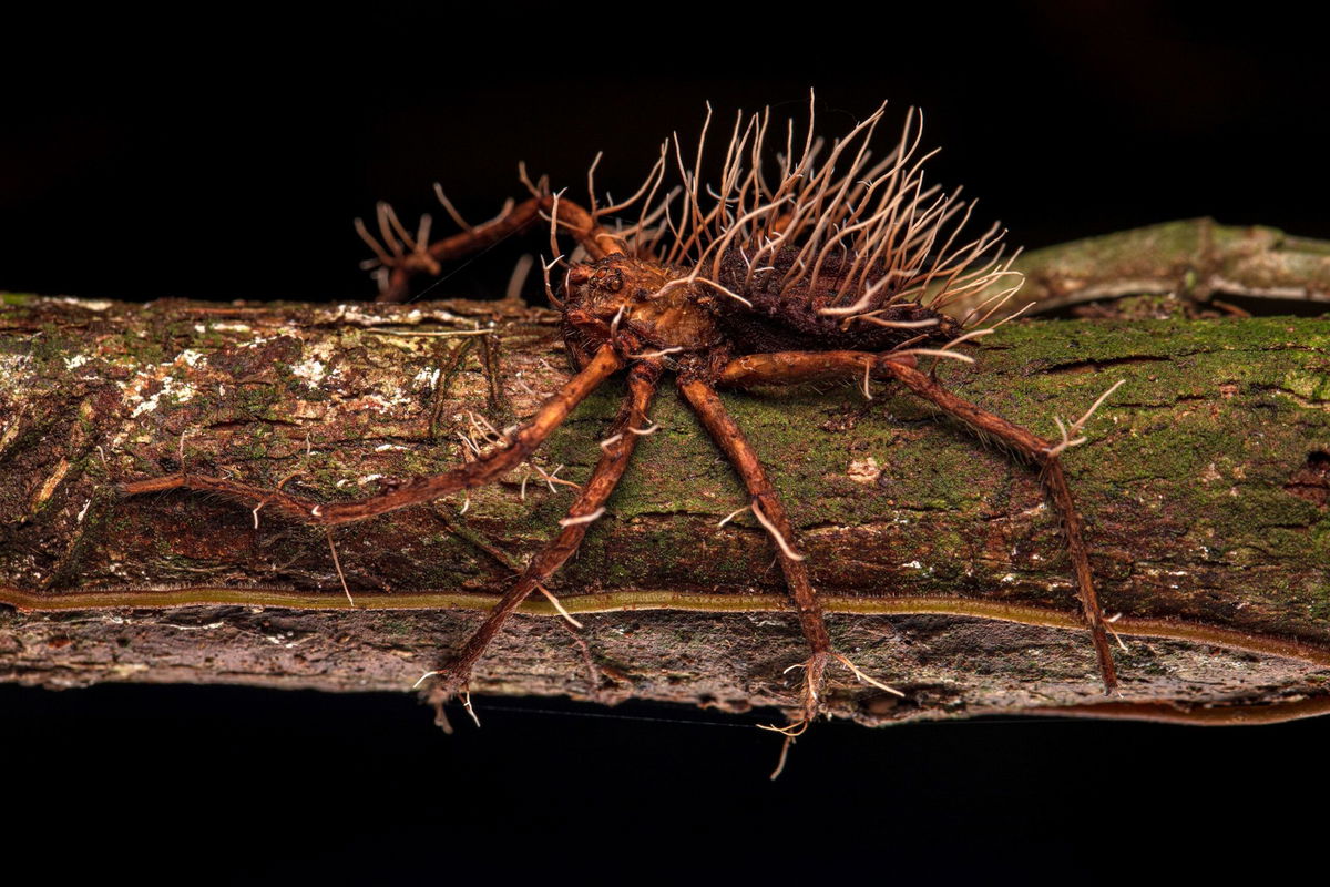 Defeated. A spider seemingly defeated by a parasitic fungus.