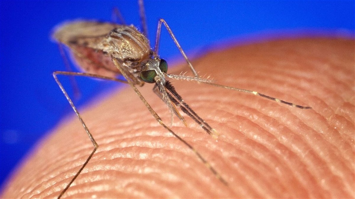 AKPXX3 Female Anopheles gambiae mosquito feeding Shown engorged with blood Malaria vector parasite