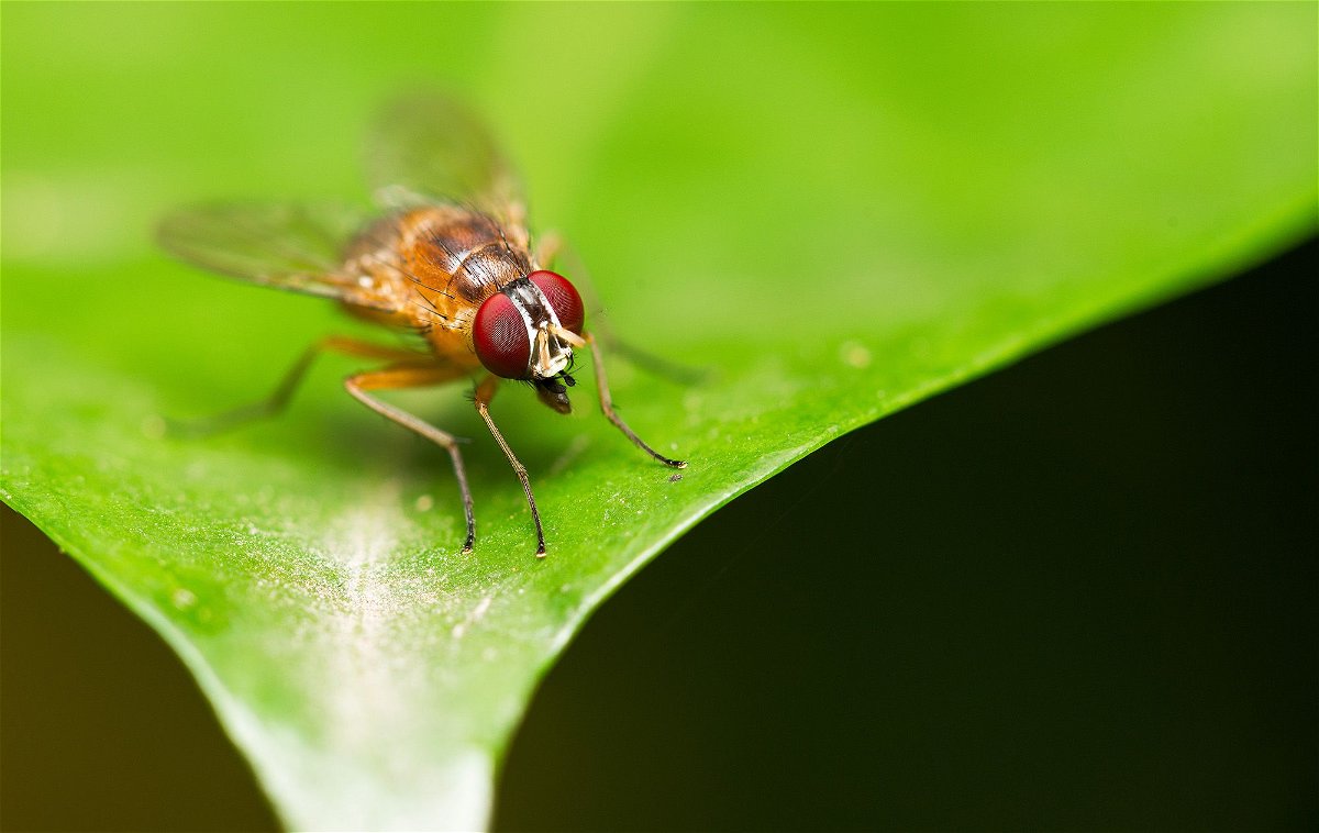 <i>Alongkot Sumritjearapol/Moment RF/Getty Images</i><br/>A fruit fly of the species Drosophila melanogaster