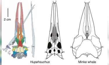 Skulls of Hupehsuchus and a minke whale skull had similar long snouts with narrow