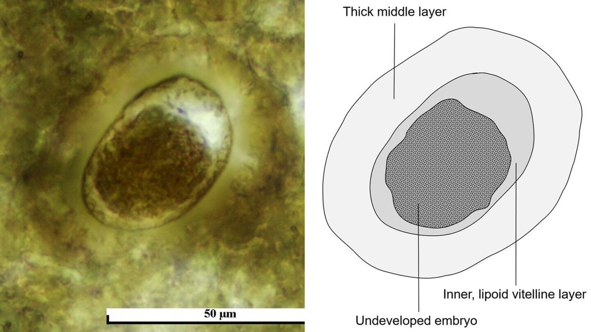 A parasite egg found in the coprolite, or fossilized poop, is shown.