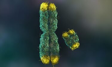 Humans typically have a pair of sex chromosomes in each cell.