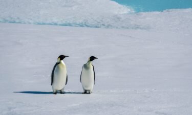 Emperor penguin (Aptenodytes forsteri) pair on sea ice