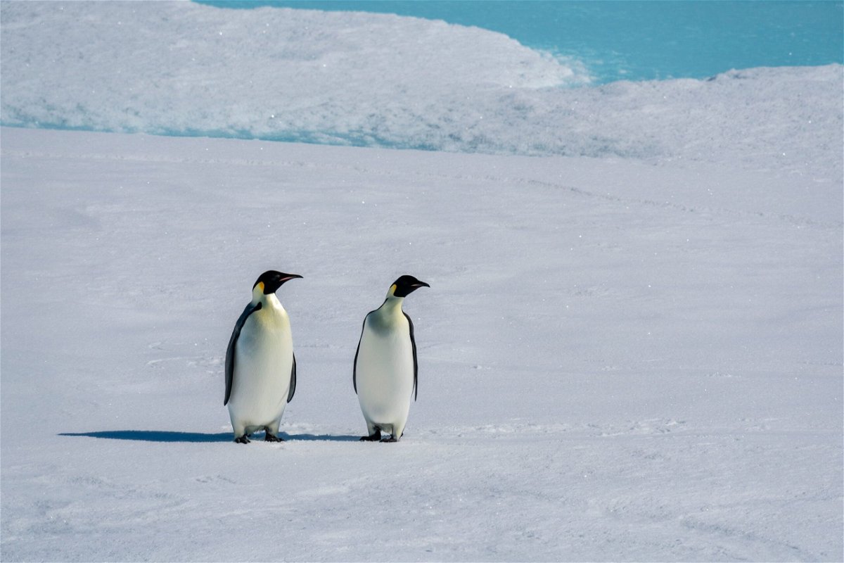 <i>Sergio Pitamitz/VWPics/AP</i><br/>Emperor penguin (Aptenodytes forsteri) pair on sea ice
