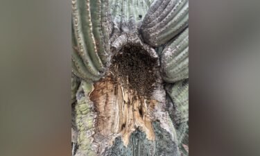 Honeybees found living on a saguaro cactus in Arizona.