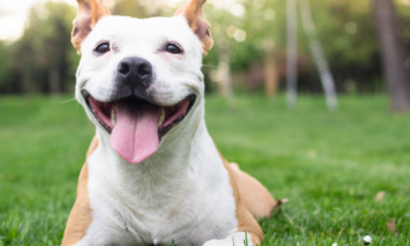 How your dog's nutritional needs change as they age