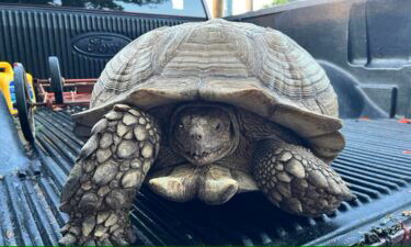 Abe the tortoise was found in the area of 75th & Troost.