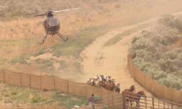 The federal Bureau of Land Management has completed its roundup of the last remaining 122 wild horses in the West Douglas Herd Area