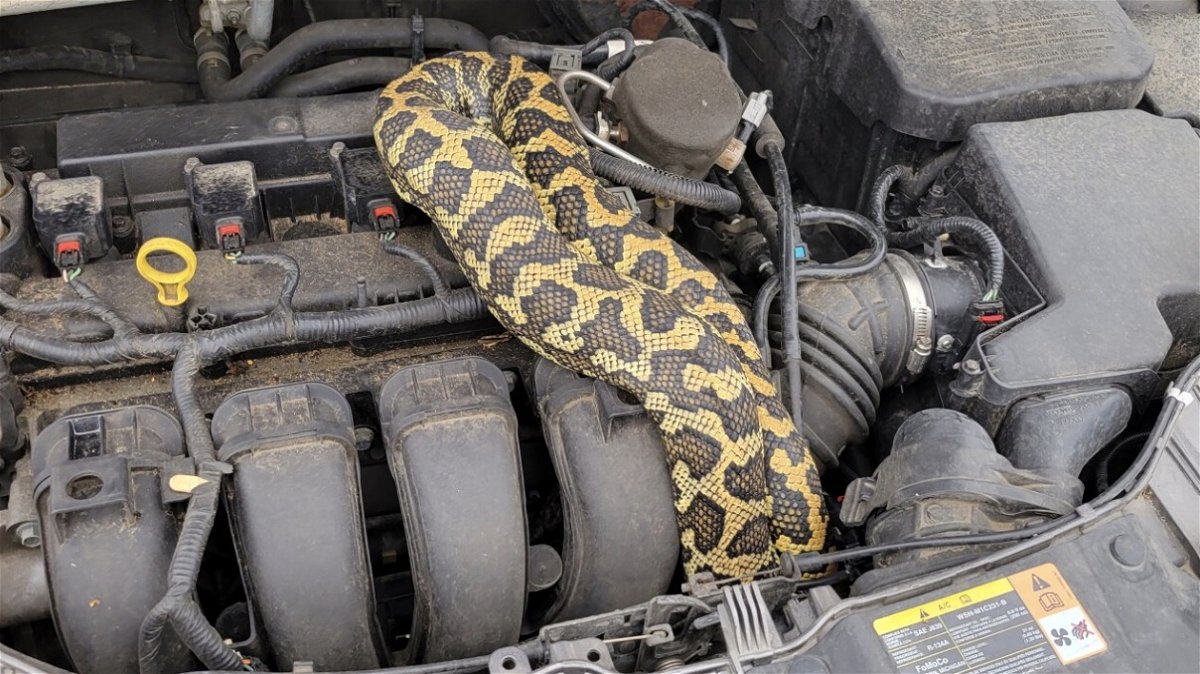 <i>WGBA</i><br/>Bankson said the python somehow got loose. She said the snake was first seen in a garage