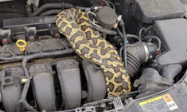 Bankson said the python somehow got loose. She said the snake was first seen in a garage