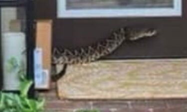 A photo of an eastern diamondback rattlesnake that bit an Amazon deliver driver in the Highlands Reserve community of Palm City on Sept. 19