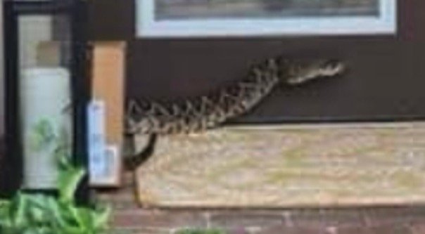 <i>Martin County Sheriff's Office</i><br/>A photo of an eastern diamondback rattlesnake that bit an Amazon deliver driver in the Highlands Reserve community of Palm City on Sept. 19
