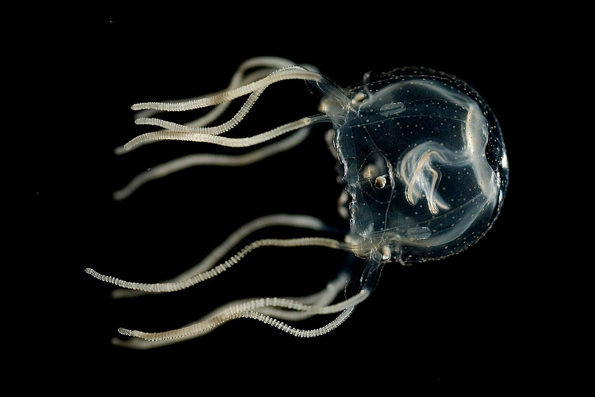 After years of working with the Caribbean box jellyfish, researchers were not shocked to find the creatures could learn but were surprised at how fast they did, one study author said.