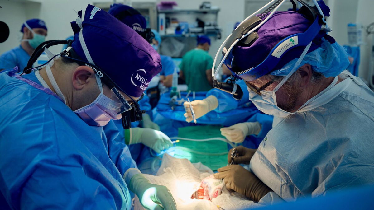 Dr. Jeffrey Stern, left, and Dr. Robert Montgomery, prepare to implant a genetically engineered pig kidney into the recipient's abdomen.