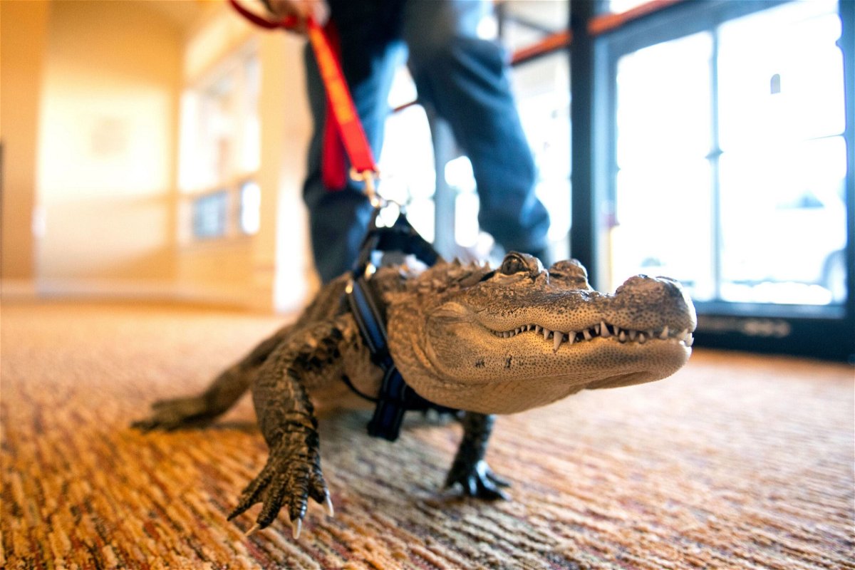 <i>Ty Lohr/York Daily Record/AP/FILE</i><br/>A baseball fan and his emotional support alligator named Wally (seen here in 2019) were barred from entering a Major League Baseball stadium to meet players of the Philadelphia Phillies on September 27
