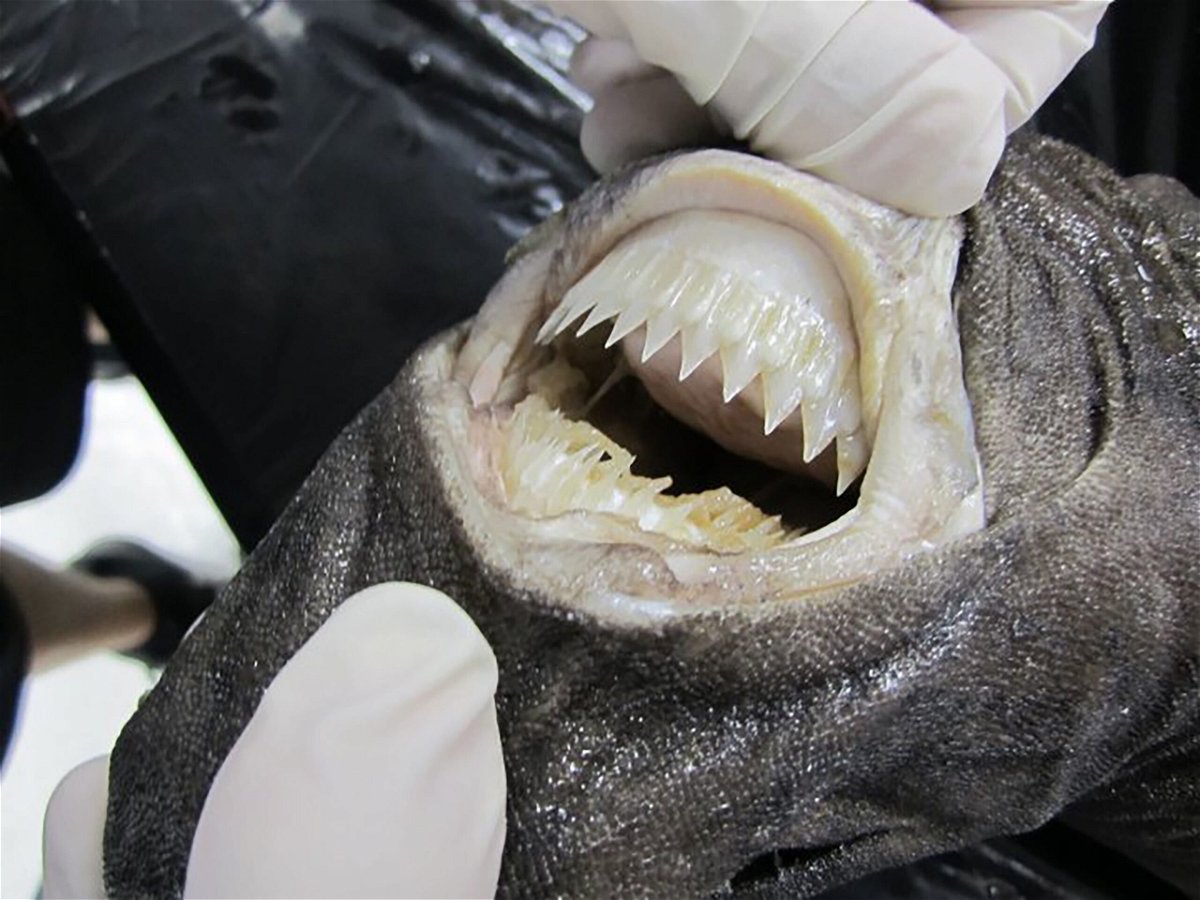 Cookiecutter sharks use their serrated teeth to latch onto larger prey and tear circular chunks from their bodies.