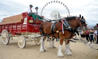 Budweiser Clydesdale horses are seen during 2016 Stagecoach California's Country Music Festival at Empire Polo Club in April 2016 in Indio