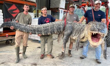 The huge reptile was almost double the length of the average alligator harvested in Mississippi in 2021.