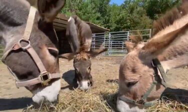 Dozens of animals from two major New Hampshire seizures are now being treated at multiple animal rescue centers.