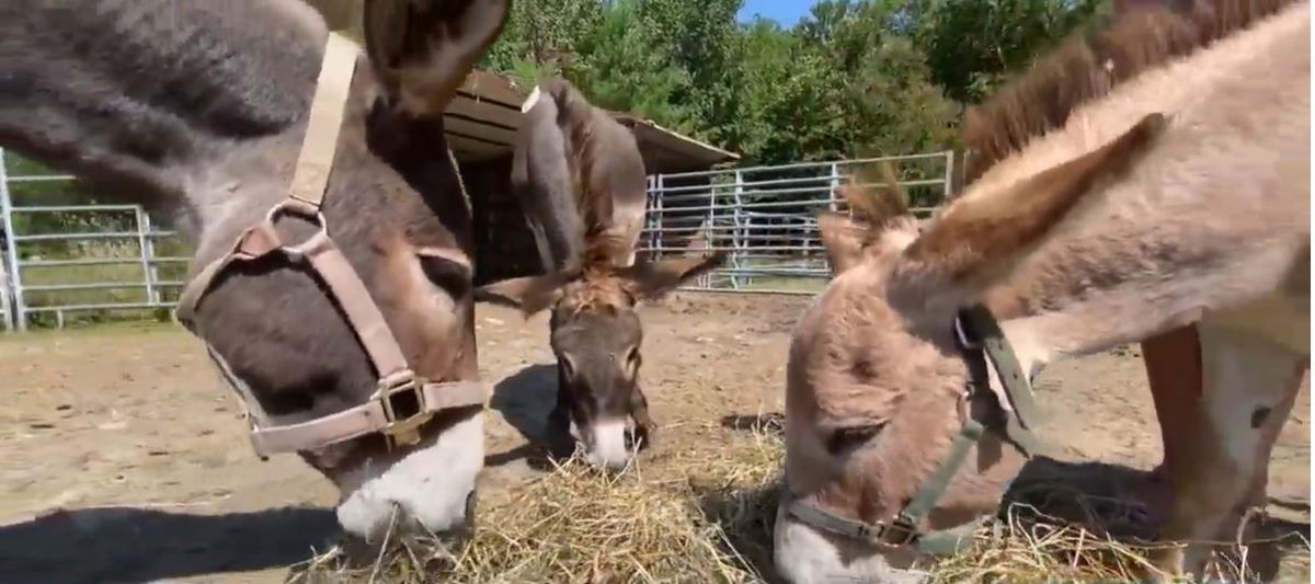 <i></i><br/>Dozens of animals from two major New Hampshire seizures are now being treated at multiple animal rescue centers.