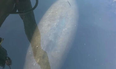 A manatee was spotted recently in a pond in Rhode Island