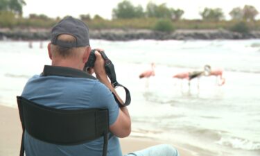 Birders referred to this opportunity as a "lifer." Something they'd be able to capture on camera once in a lifetime.