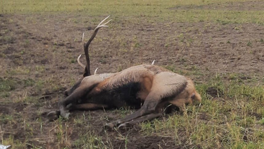 23 elk shot out of season and left to waste near Kepps Crossing___