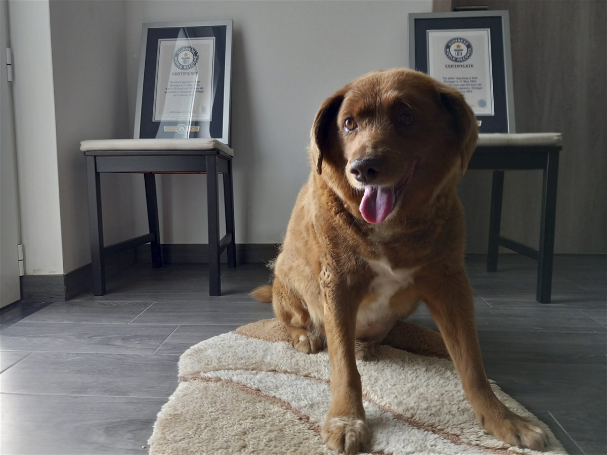 Bobi, a purebred Rafeiro do Alentejo Portuguese dog, poses for a photo with his Guinness World Record certificates for the oldest dog, at his home in Conqueiros, central Portugal, Saturday, May 20, 2023. Bobi's owner said Monday, Oct. 23, 2023, that he passed away Saturday at 31 years and 165 days of age.