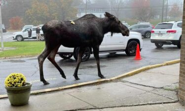 A moose strolls through the drop-off line at Naquag Elementary School in Rutland.