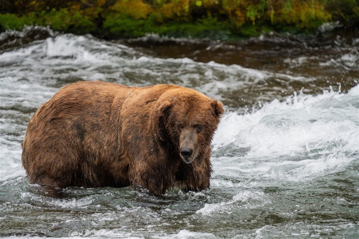 Bear 747, last year's champ and contender in 2023, stands in a rushing river on August 3, 2023. This bear is one of the most dominant males.