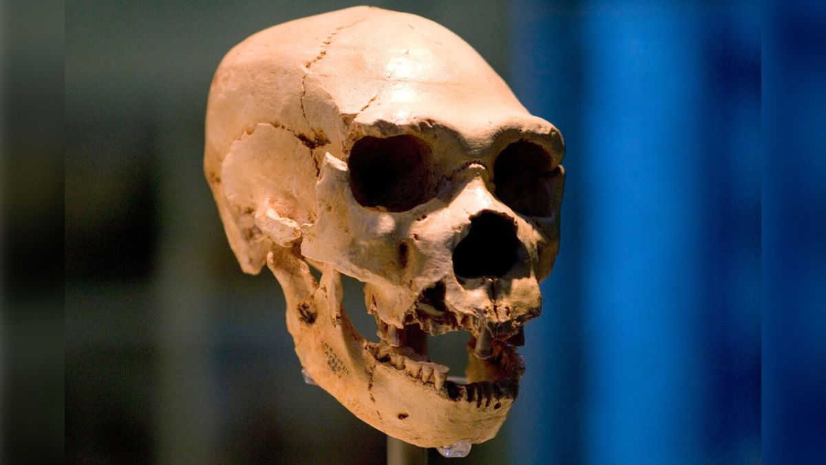 A skull belonging to Homo neanderthalensis and most humans alive today can trace a very small percentage of their DNA to Neanderthals.