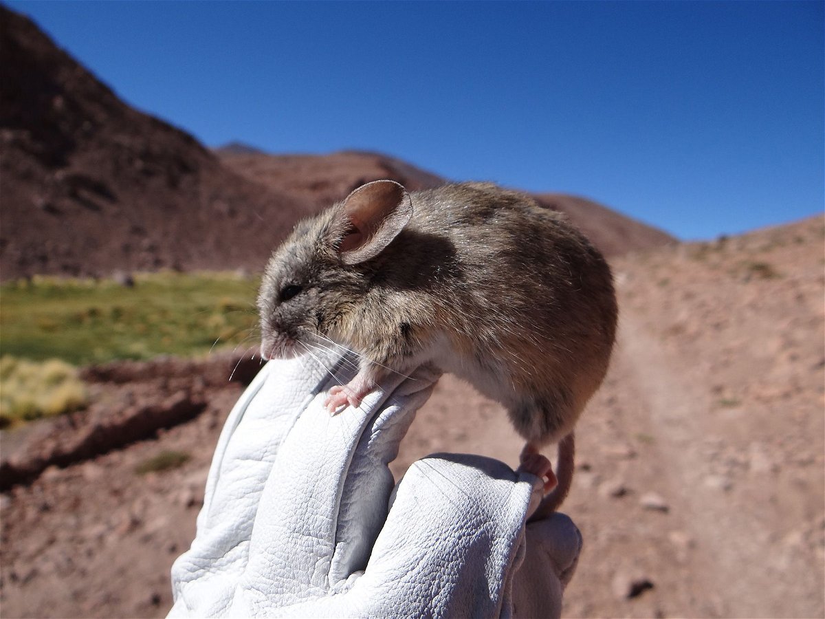 <i>Marcial Quiroga-Carmona</i><br/>A species of leaf-eared mouse