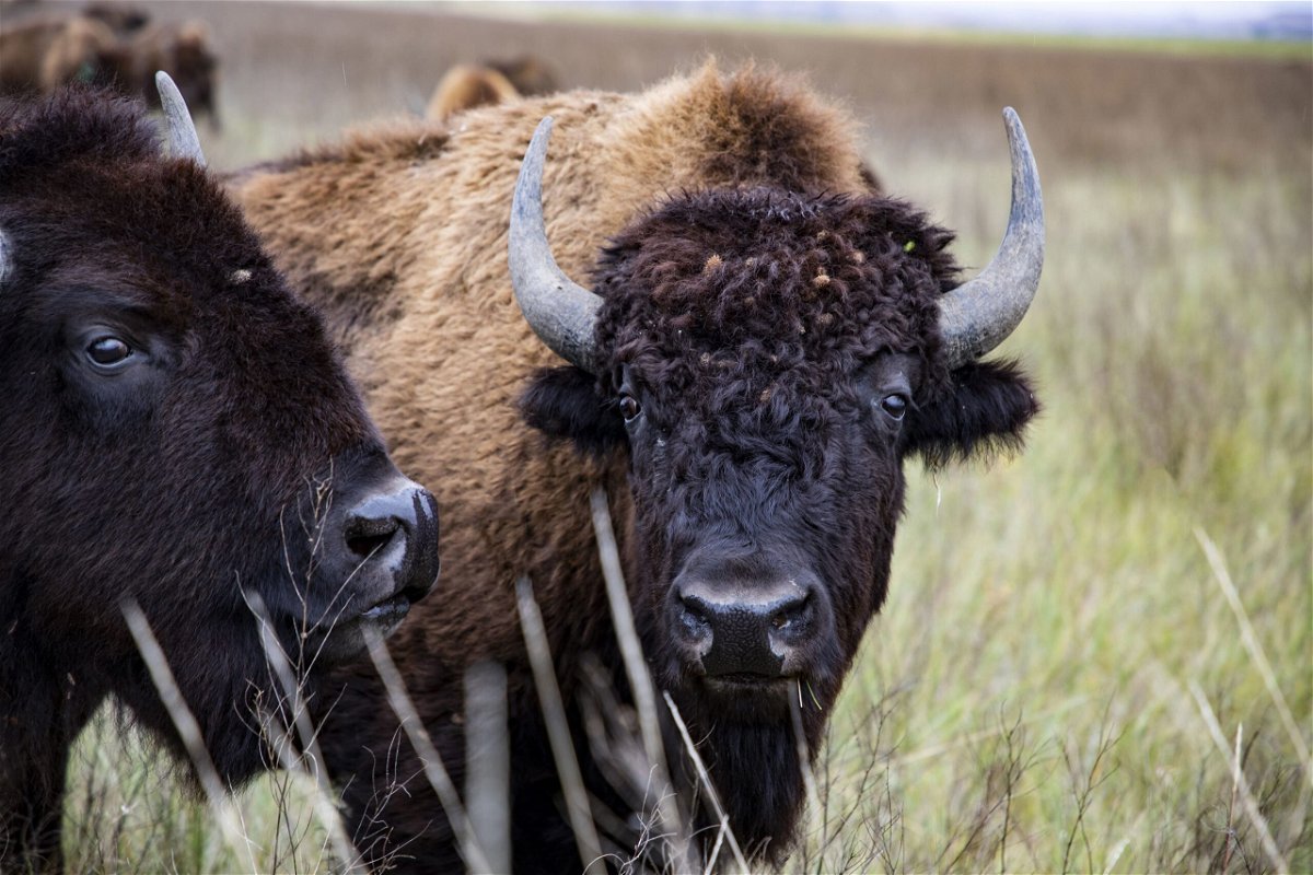 <i>Craig Mellish/PBS</i><br/>Bison in South Dakota