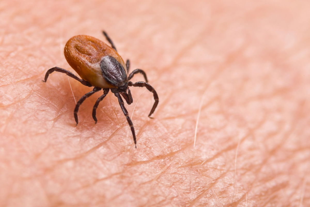 Powassan virus is spread to people by the bite of an infected tick, according to the CDC.