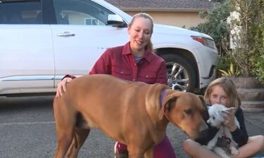 Two dogs Corli and Sherman are back in their owner Linda Martin's arms