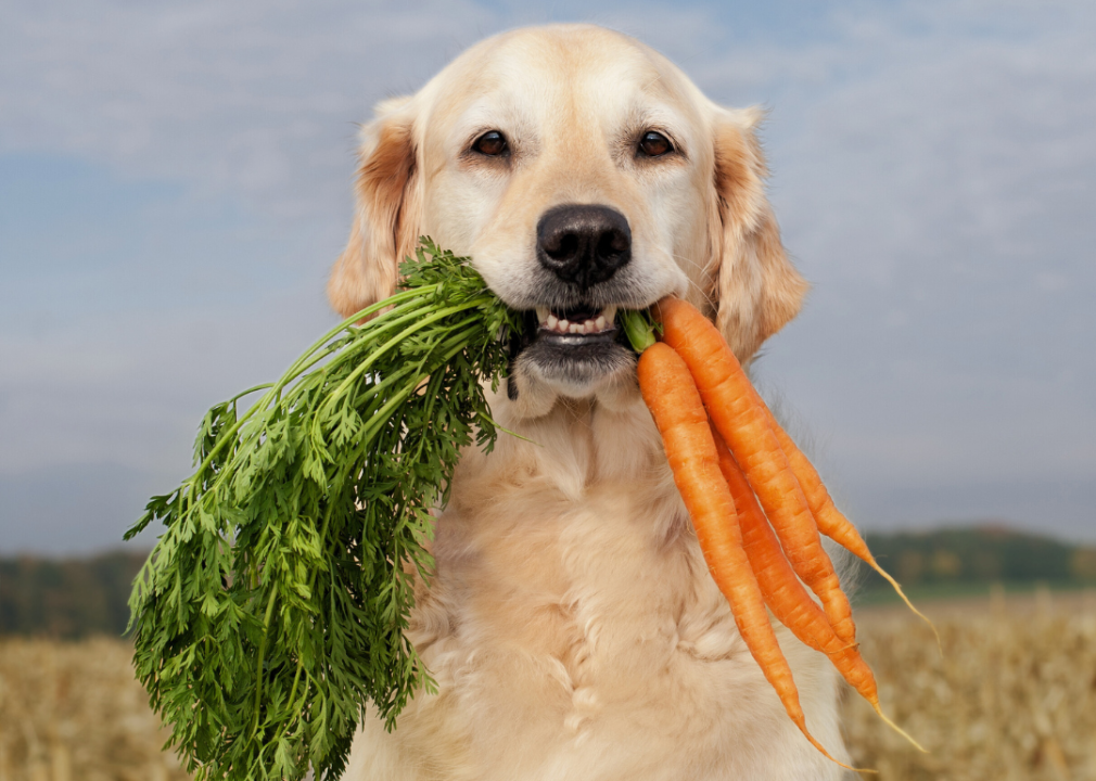 The history of dog food and nutrition